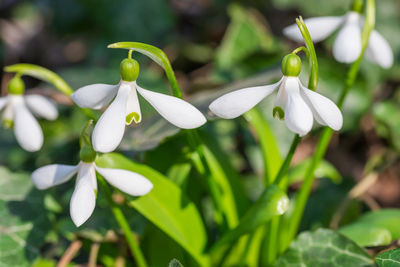 Close-up of white flowering plant