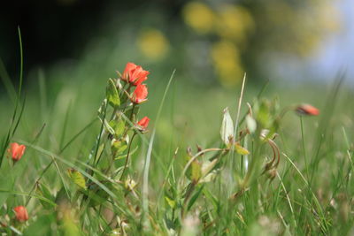 Close-up of poppy flowers blooming on field