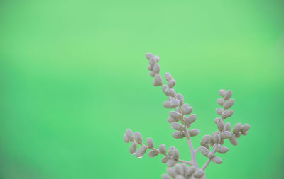 Close-up of flowering plant against green background