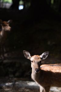 Close-up portrait of deer