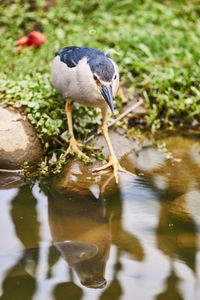 Close-up of bird in lake