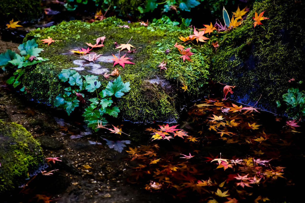 HIGH ANGLE VIEW OF FALLEN MAPLE LEAVES ON STREET AMIDST PLANTS