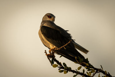 Black-shouldered kite on leafy branch looking round