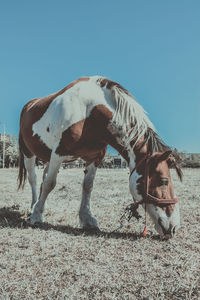 Horse standing against clear sky