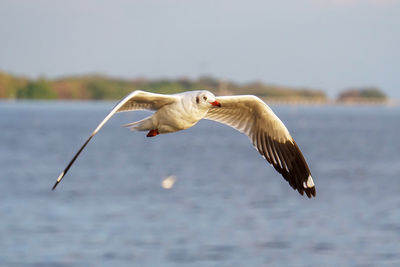 Seagull flying in the sea
