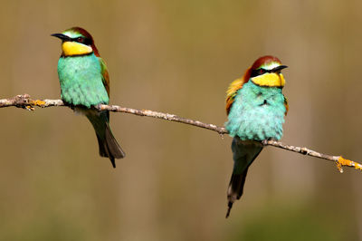 Bird perching on branch