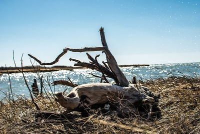 Driftwood on beach against clear sky