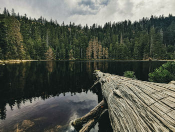 Scenic view of lake in forest against sky