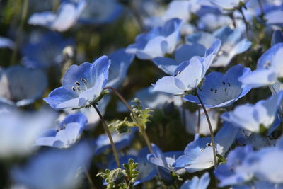 Close-up of purple flowering plant