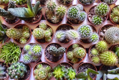 High angle view of potted plants