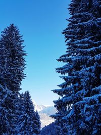 Snow covered pine trees against blue sky