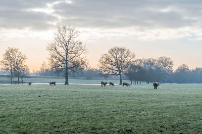 View of horses on field against sky