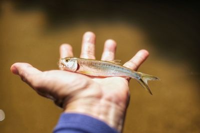 Close-up of hand holding fish