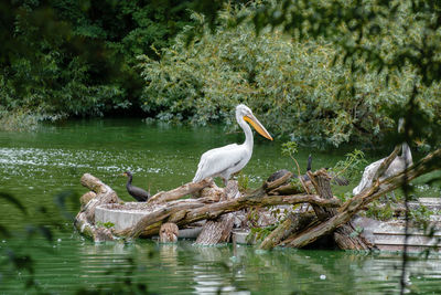 Bird perching on driftwood by lake