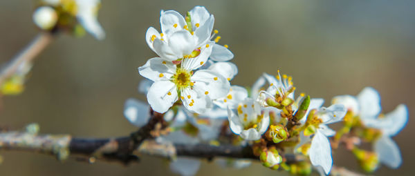 Blooming white flowers on the branches of a fruit tree. selective focus. early spring concept