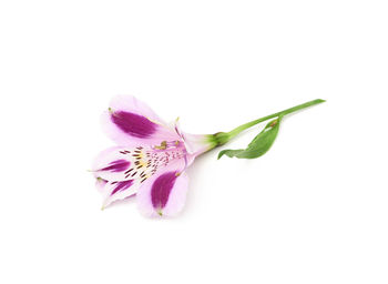 Close-up of pink rose over white background