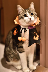 Portrait of a halloween cat
