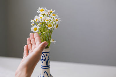 Beautiful daisies in a light vase. a woman's hand touches the flowers.  florist or designer