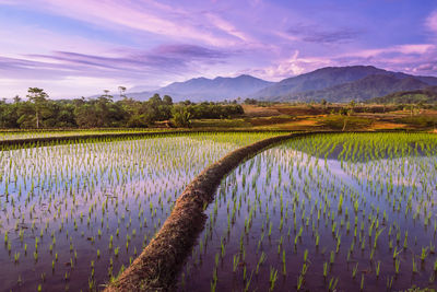 Reflection of the sky at sunset with mountains in the water of rice terraces in kemumu indonesia