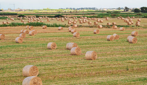 Hay bales on field