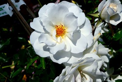 Close-up of white flower