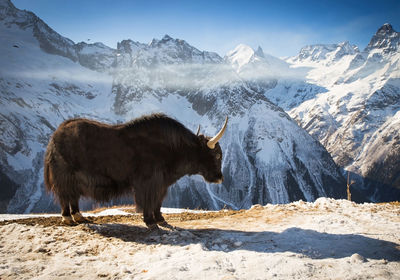 View of a horse on snow covered mountain