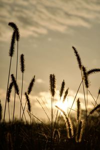 Close-up of wheat growing on field