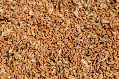 Uncleaned unsorted grain with debris after being harvested by a combine.