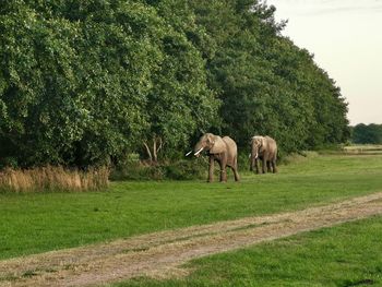 Elephants in a field