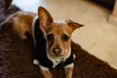 High angle portrait of dog on table