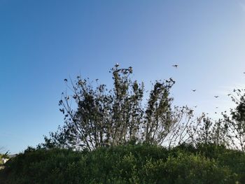 Low angle view of birds on land against clear blue sky