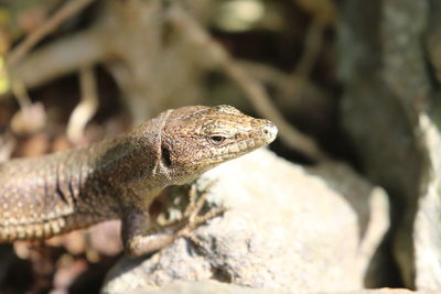 Close-up of lizard on rock