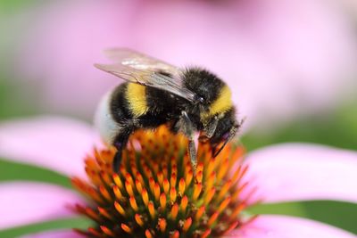 Close-up of bee on flower