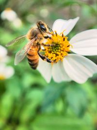 Close-up of bee pollinating on flower