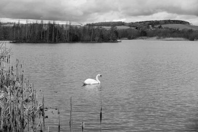 Swan swimming in lake