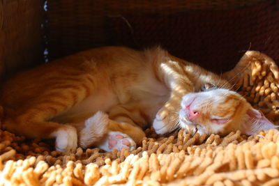 Close-up of cat sleeping