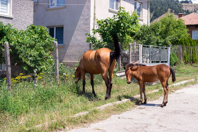 Horses in the ranch