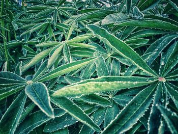 Full frame shot of wet plant