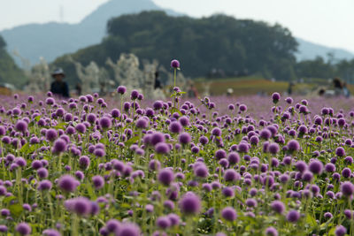 Close-up of purple flowers blooming in field