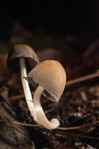 Close-up of mushrooms growing on leaves 