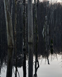 Trees by lake in forest