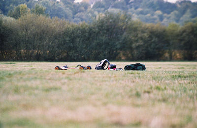 Horse cart on field