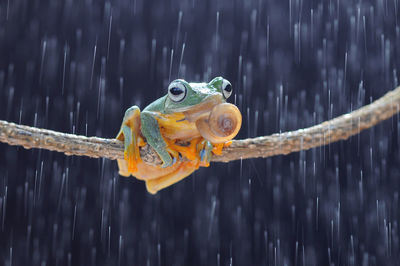 Close-up of frog on branch