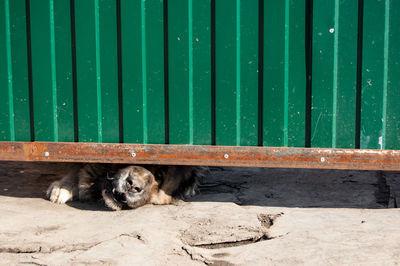 Dog relaxing on wooden fence