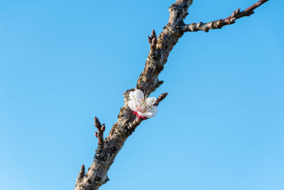 One blossom on tree branch. spring, growth, blue sky, copy space-