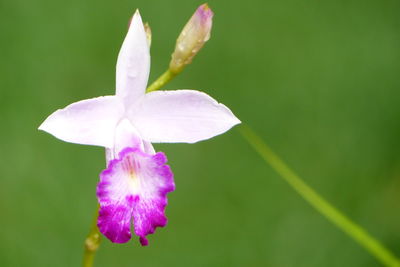 Close-up of pink flowering plant