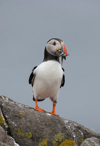 Close-up of seagull perching on rock against clear sky