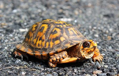 Close-up of turtle on ground