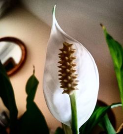 Close-up of white flowers