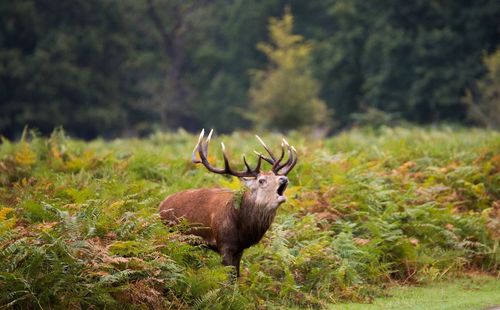 Deer standing on field in forest